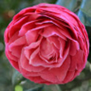 Meet your Posher, Tia